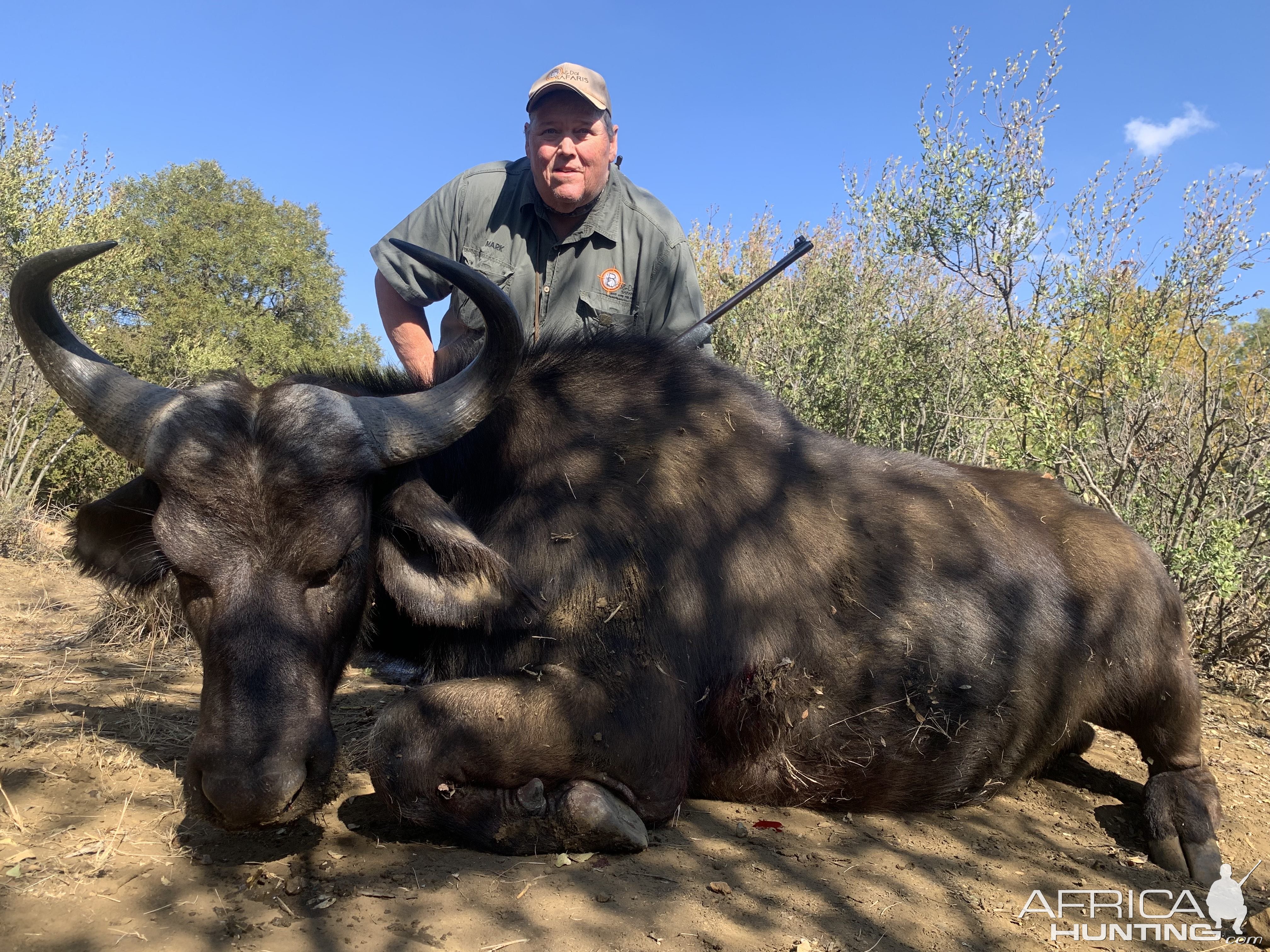 Buffalo Cow Hunt South Africa