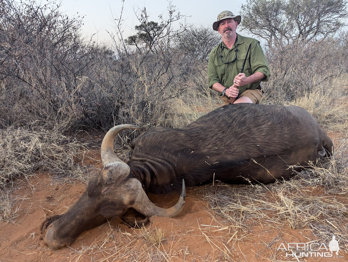 Buffalo Cow Hunt South Africa