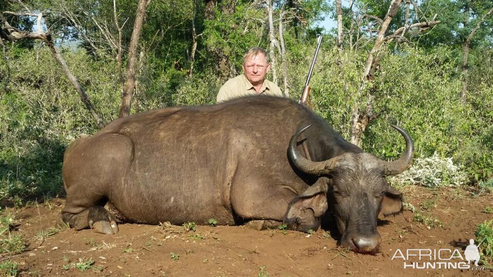 Buffalo Cow Hunt