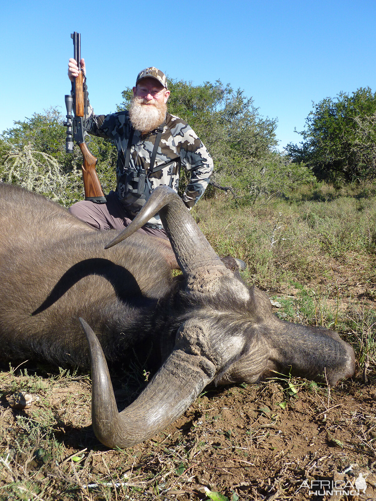 Buffalo Cow Hunting Grahamstown South Africa