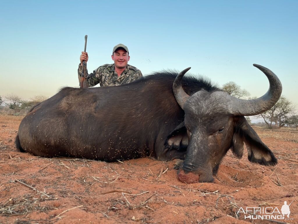 Buffalo Cow Hunting Limpopo Povince South Africa