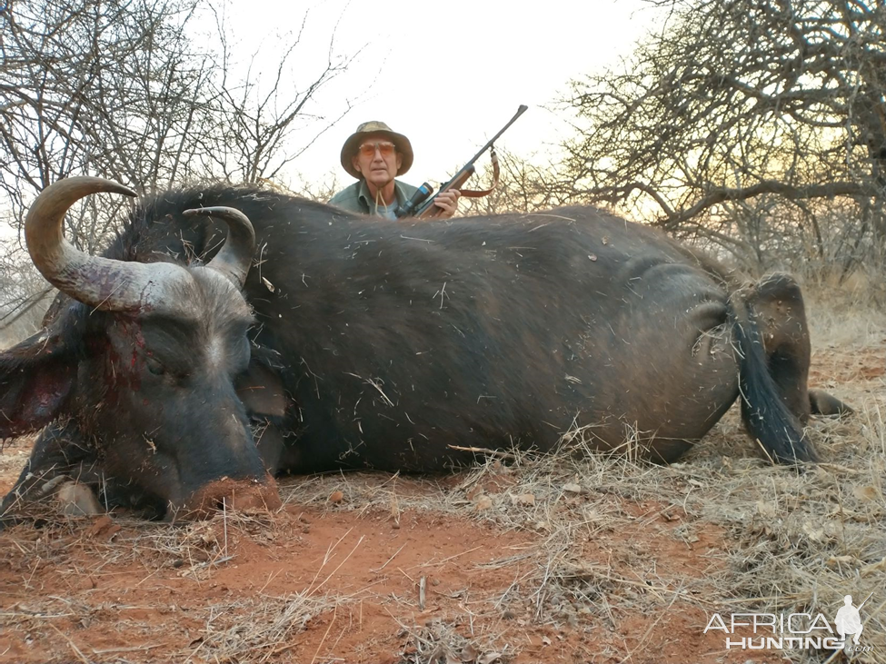 Buffalo Cow Hunting South Africa