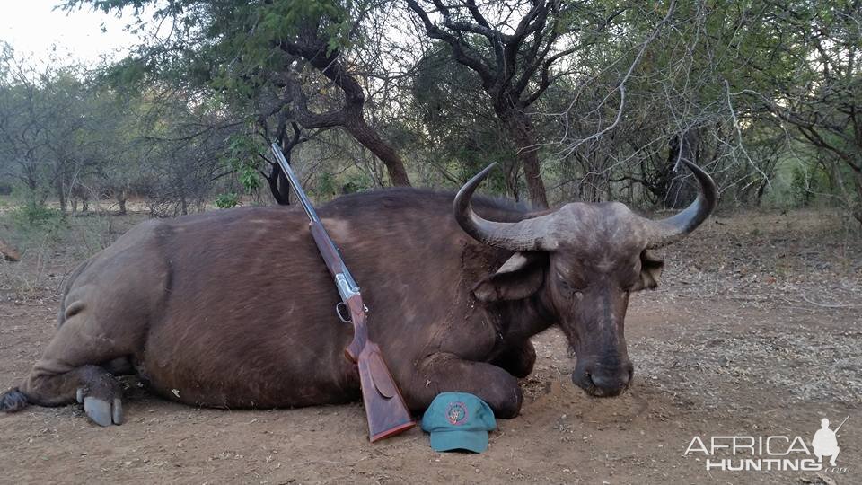 Buffalo Cow Hunting South Africa