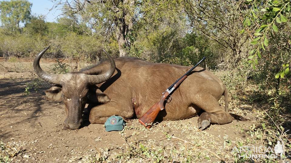 Buffalo Cow Hunting South Africa