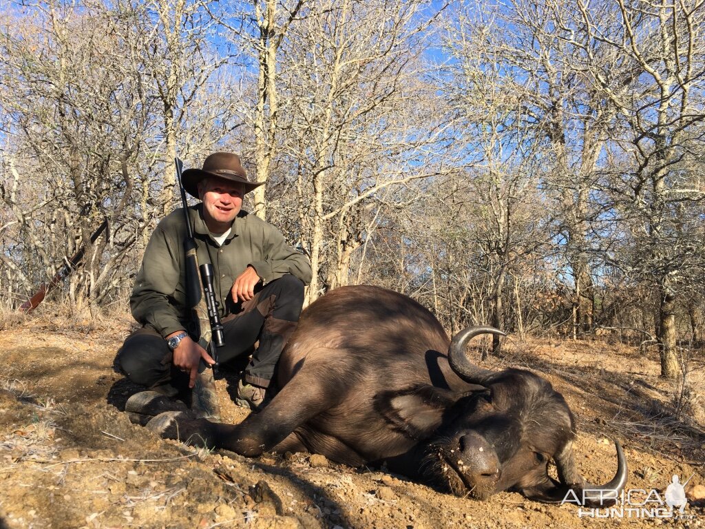 Buffalo Cow Hunting with Pro Hunting Safaris