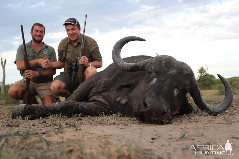 Buffalo Cow Hunting with Pro Hunting Safaris