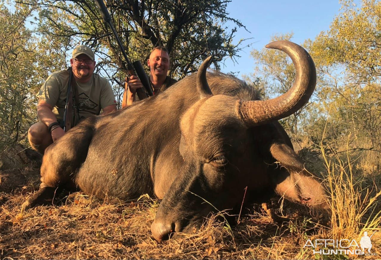 Buffalo Cow North West Province