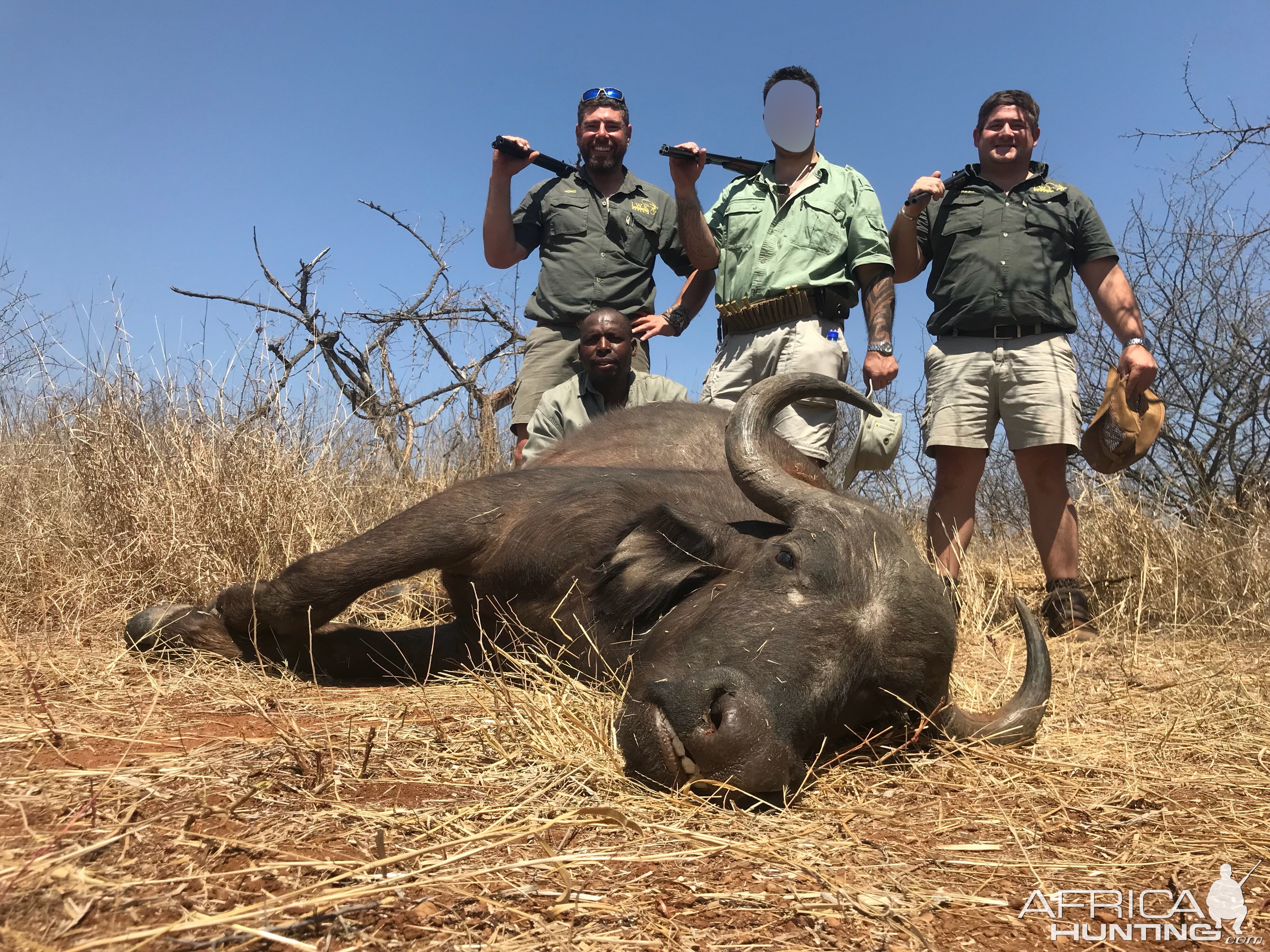 Buffalo Cow South Africa Hunt