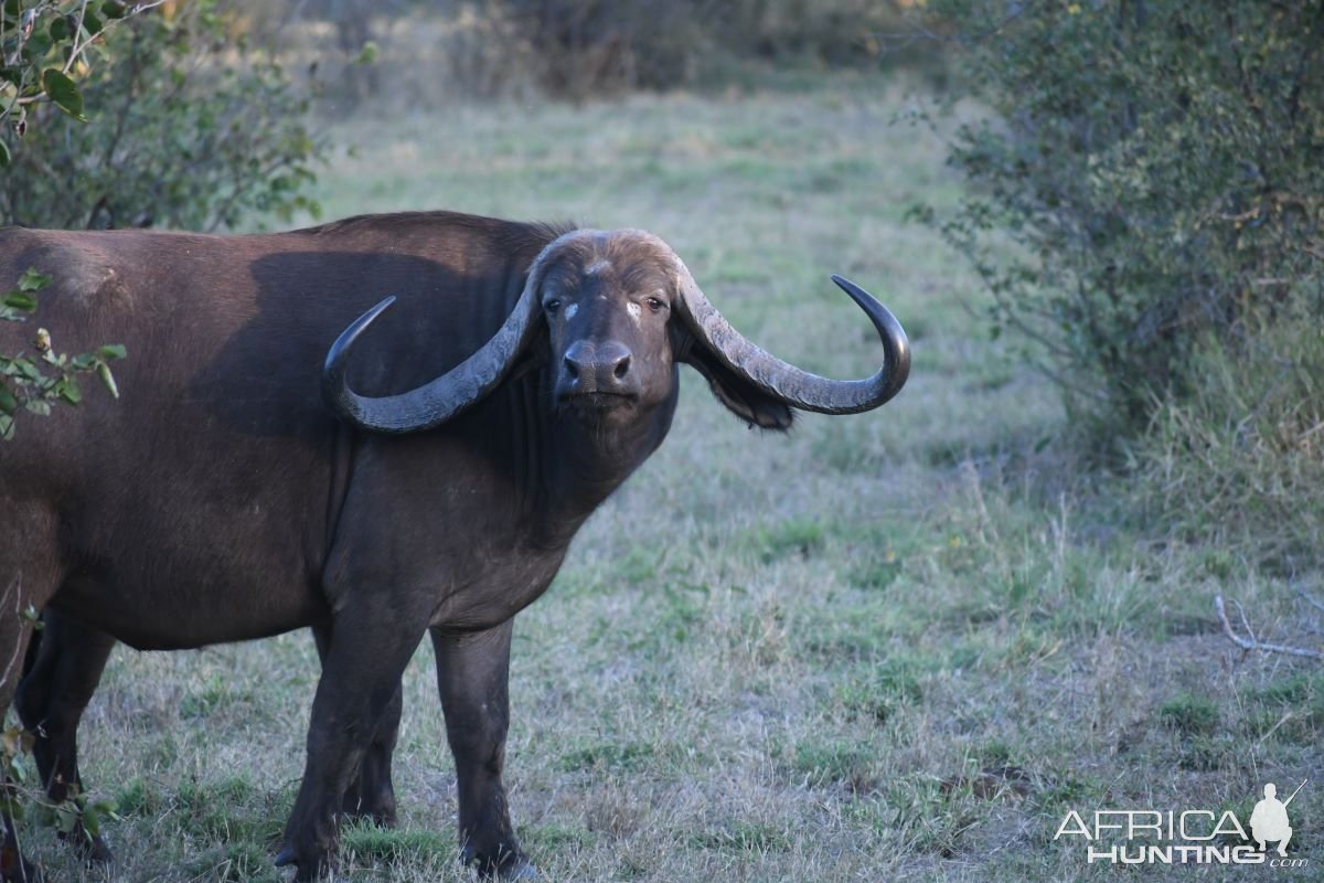 Buffalo Cow South Africa