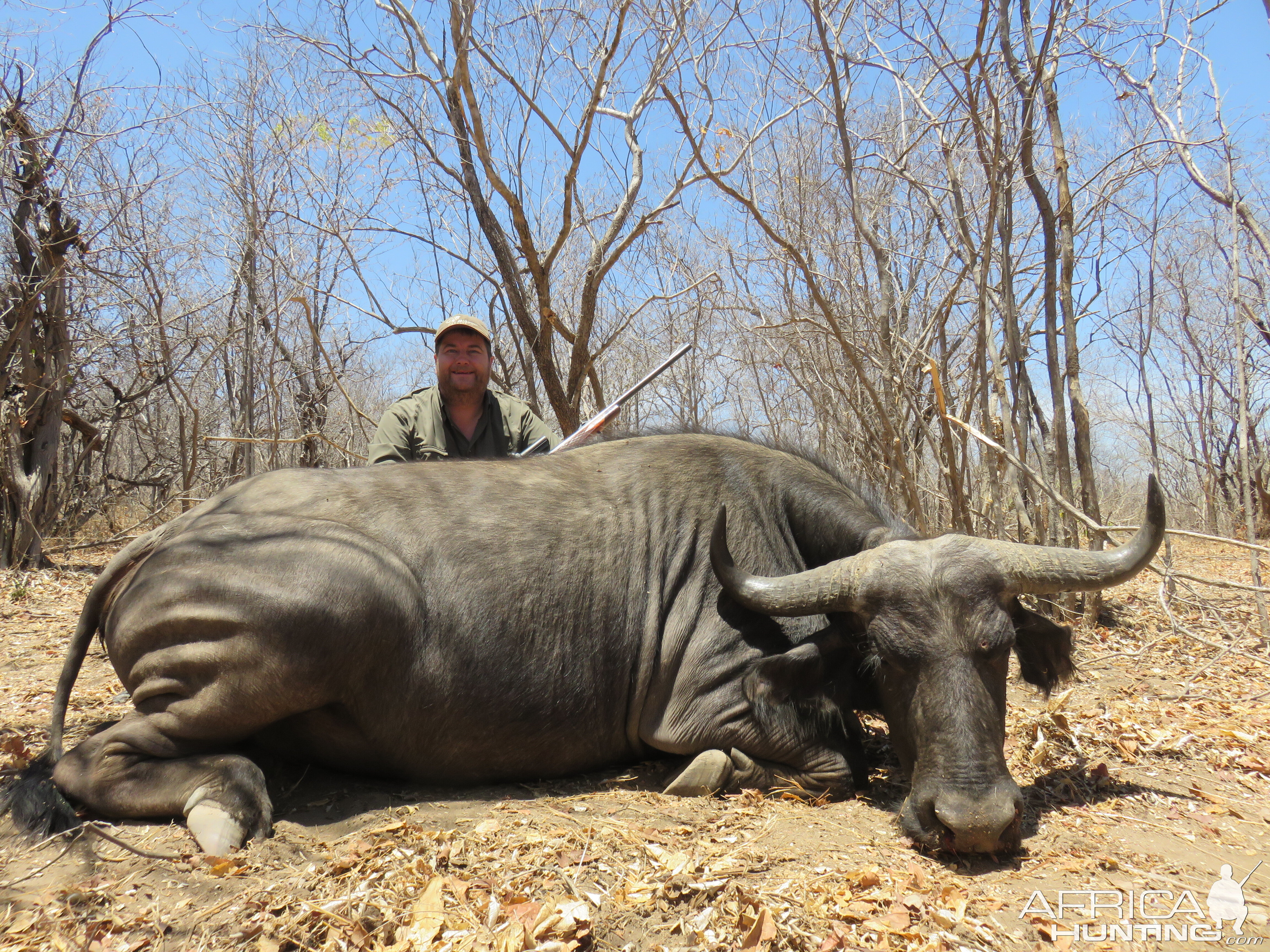 Buffalo cow