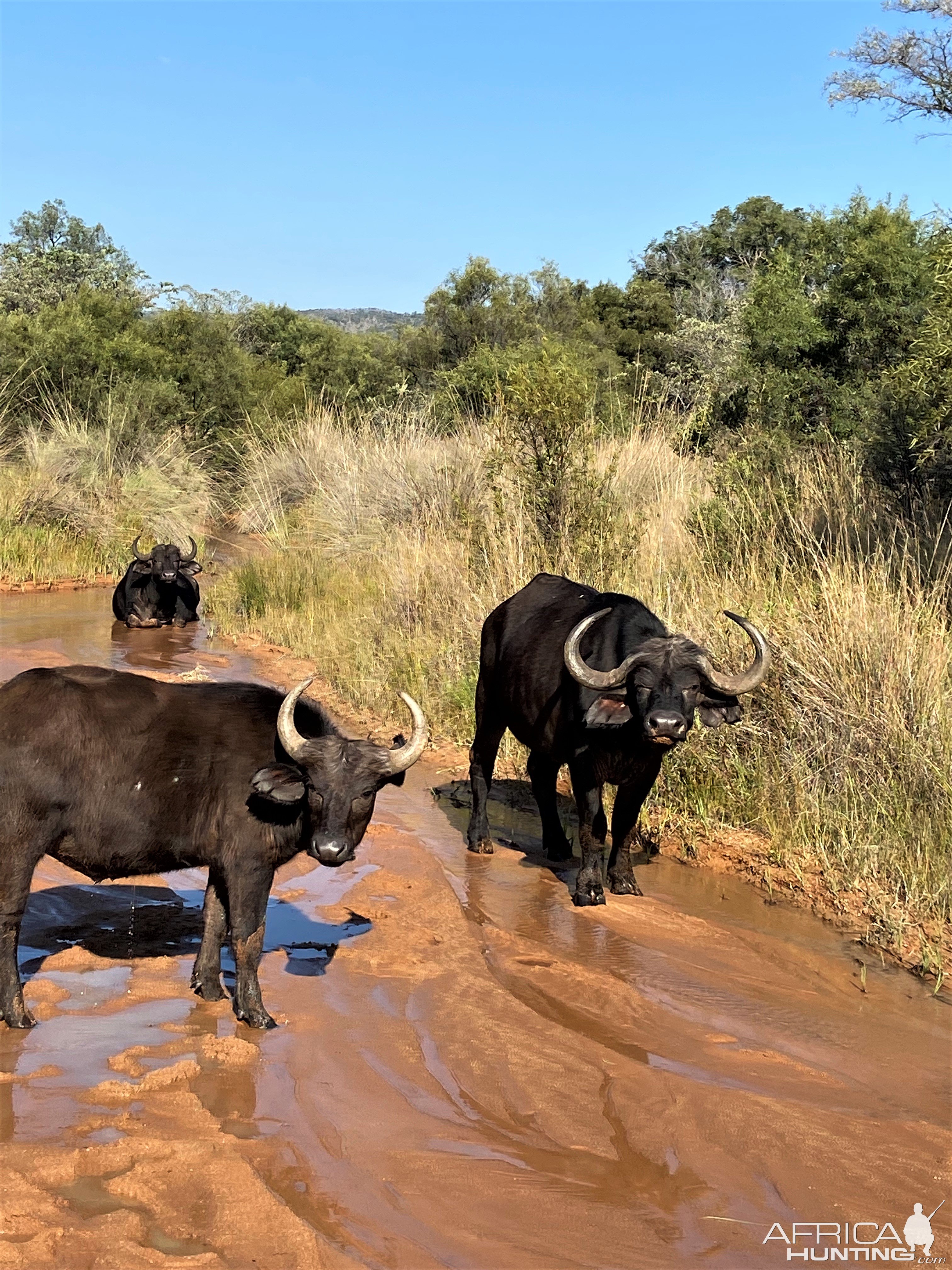 Buffalo Cows South Africa