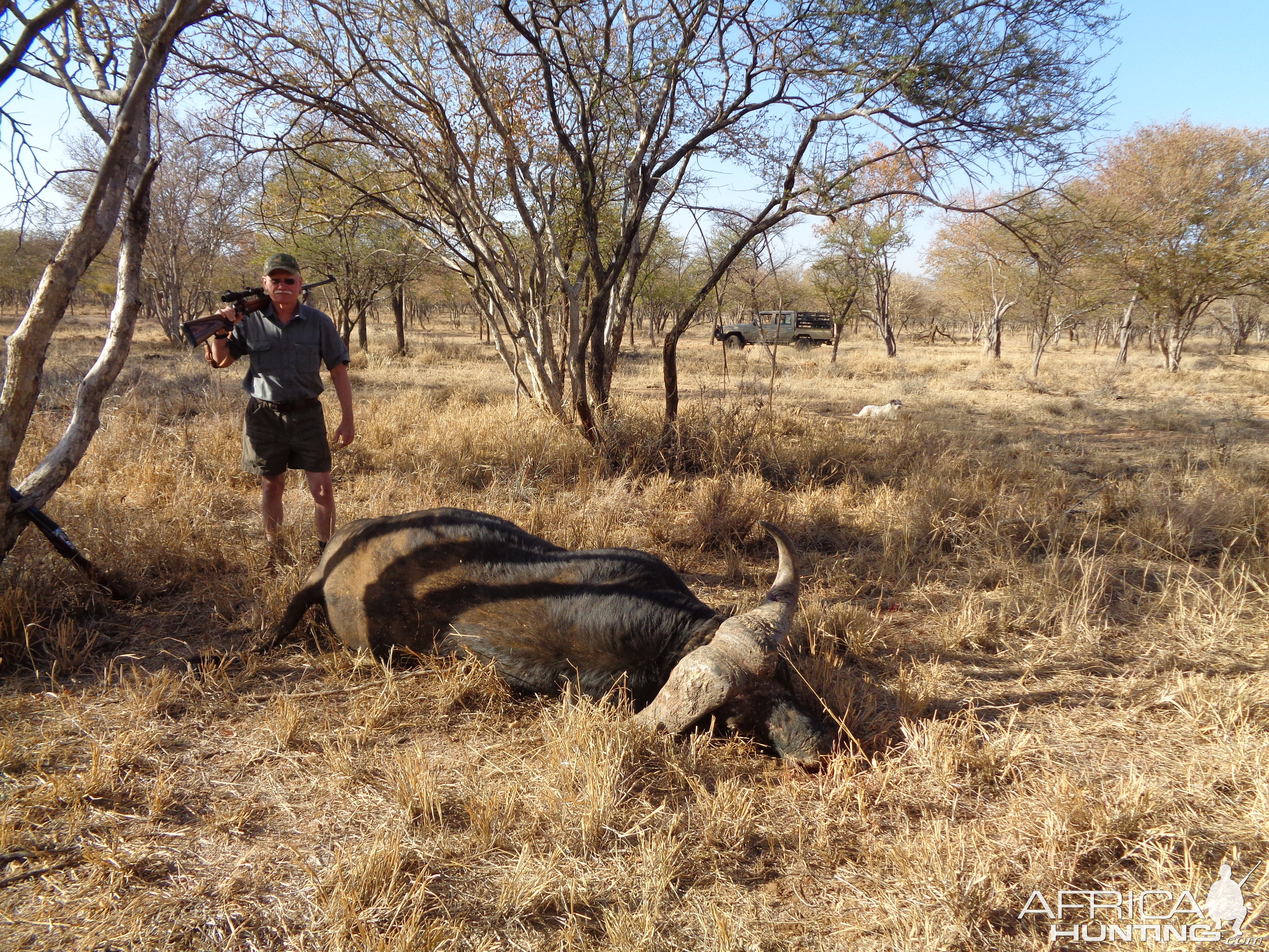 Buffalo down, after a long morning walk.