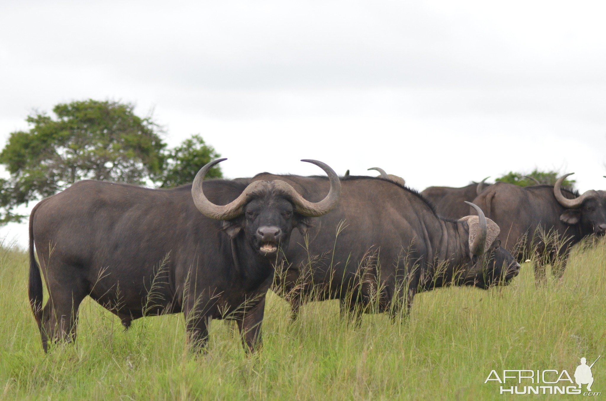 Buffalo Eastern Cape South Africa