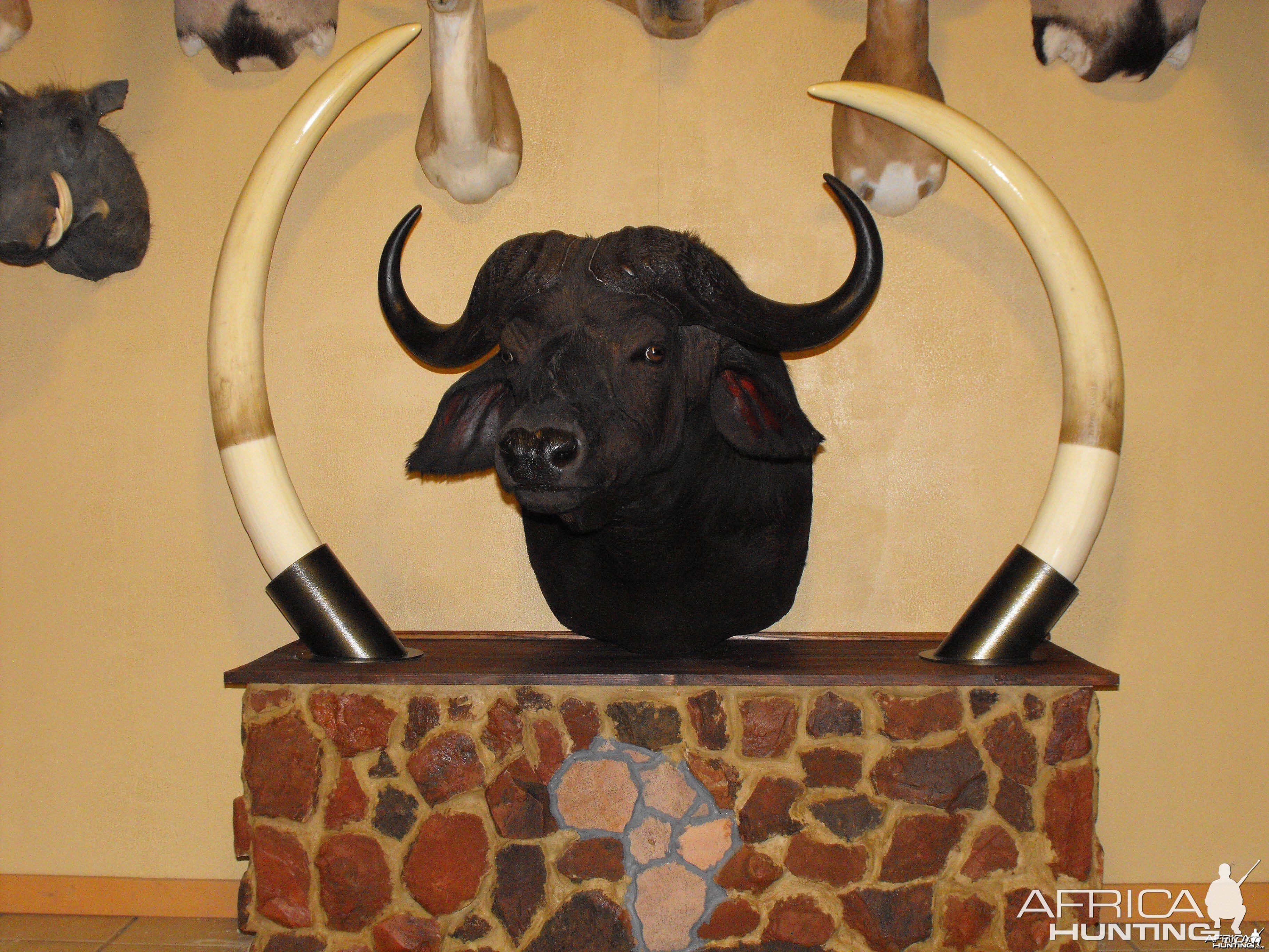 Buffalo elephant display