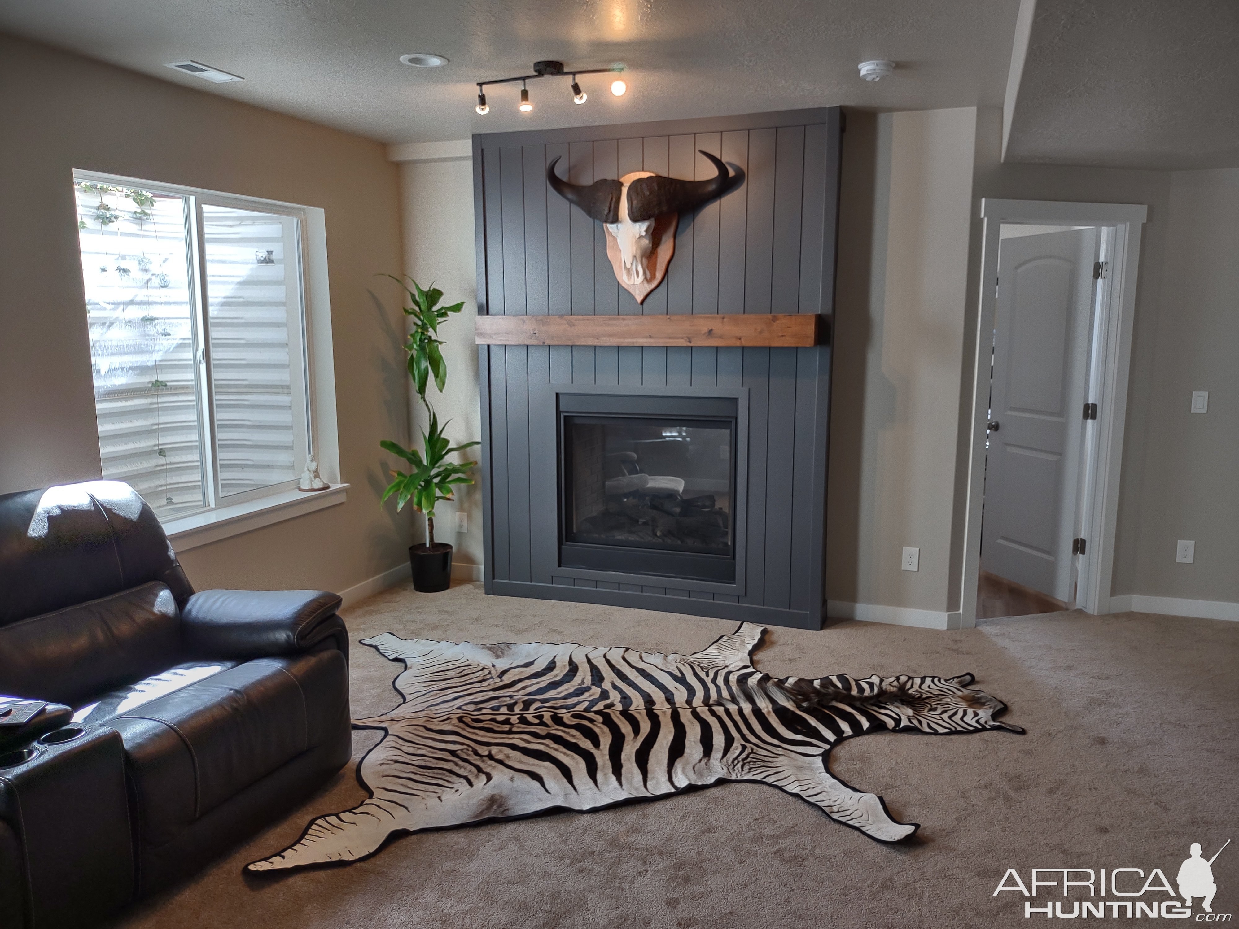 Buffalo European Mount & Zebra Rug