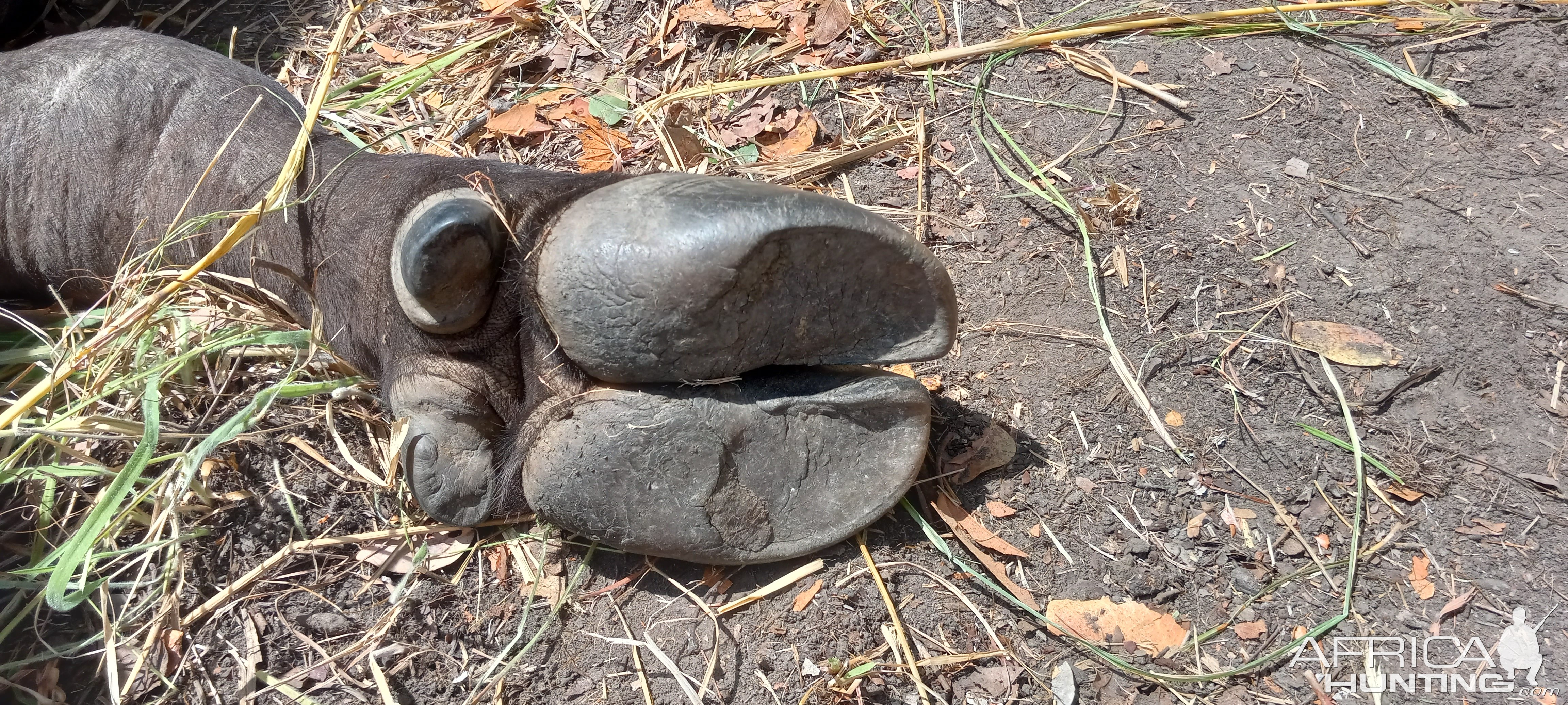 Buffalo Foot