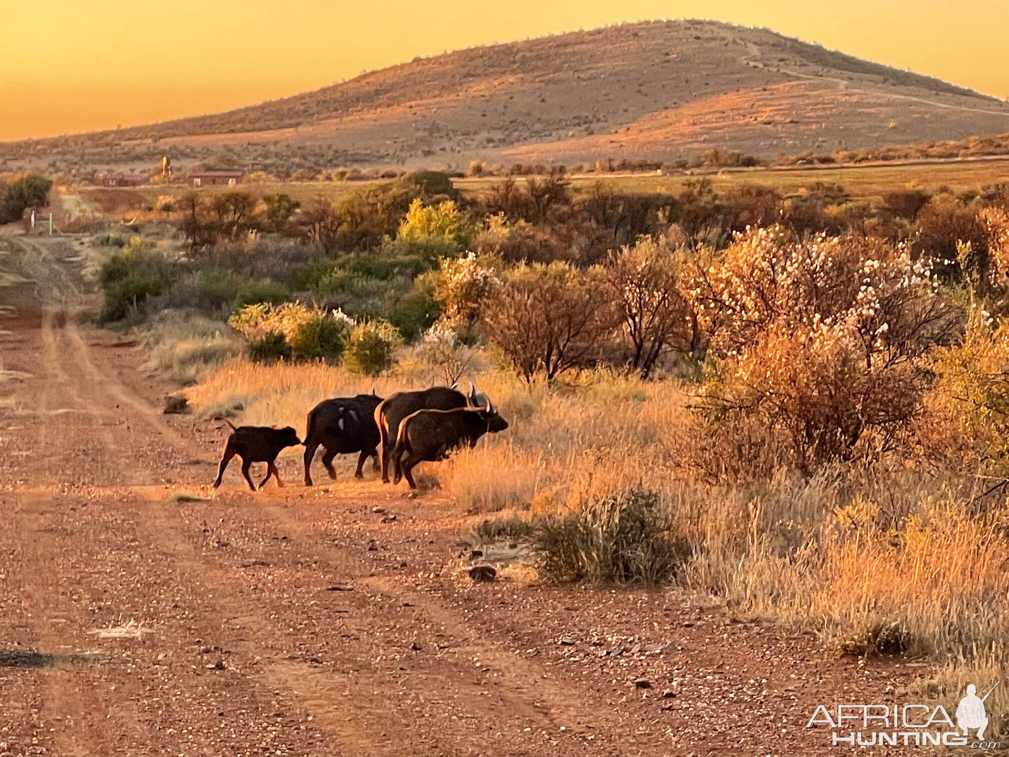 Buffalo Free State South Africa