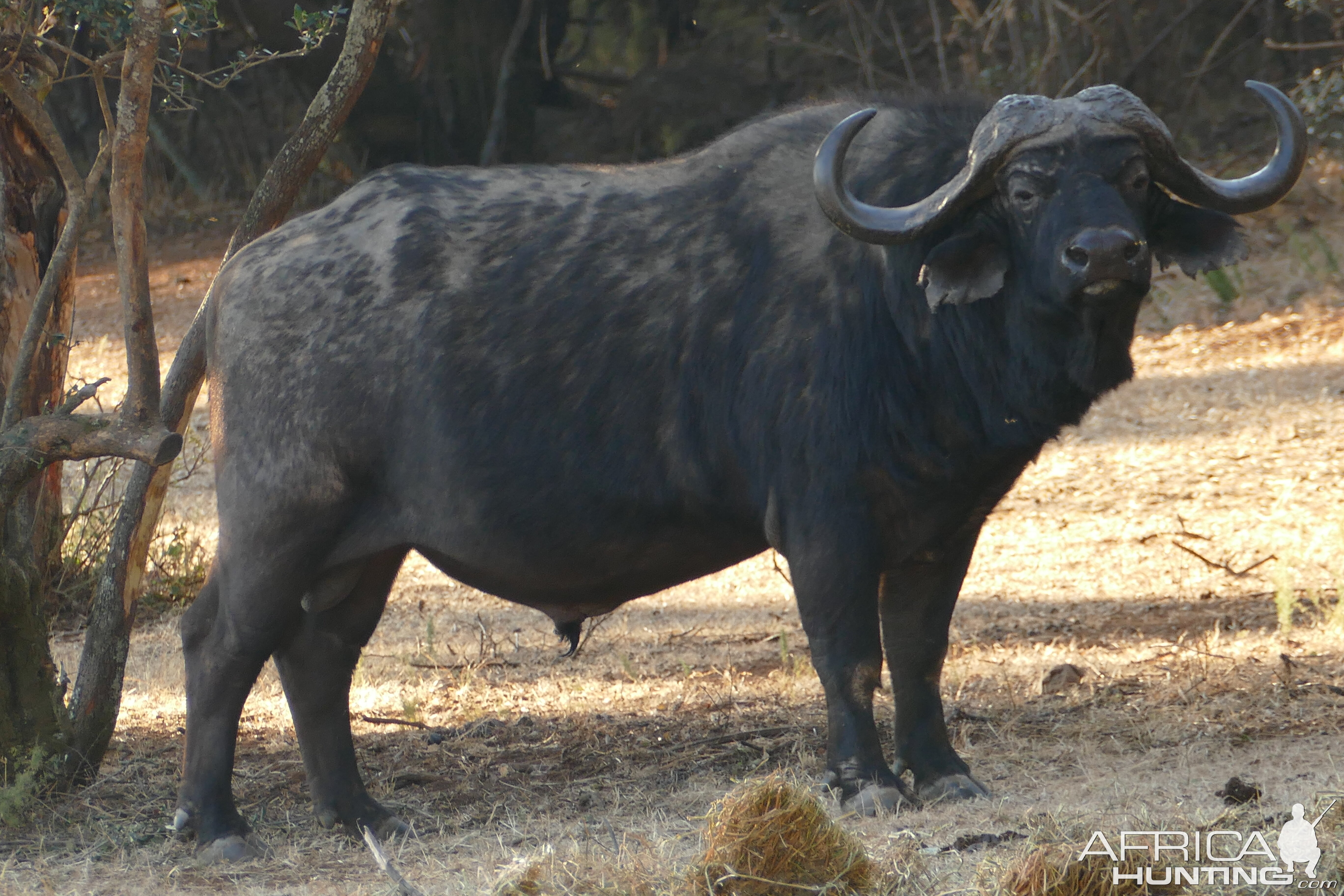 Buffalo Free State South Africa