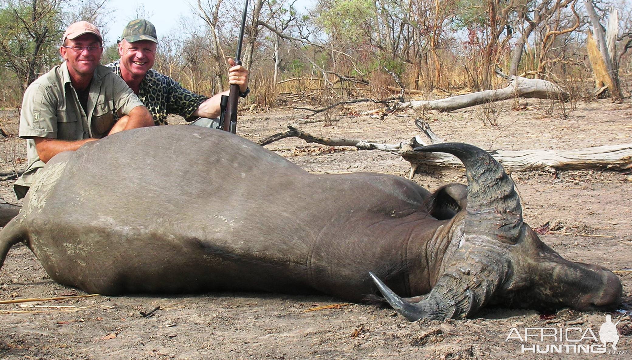 Buffalo from Benin