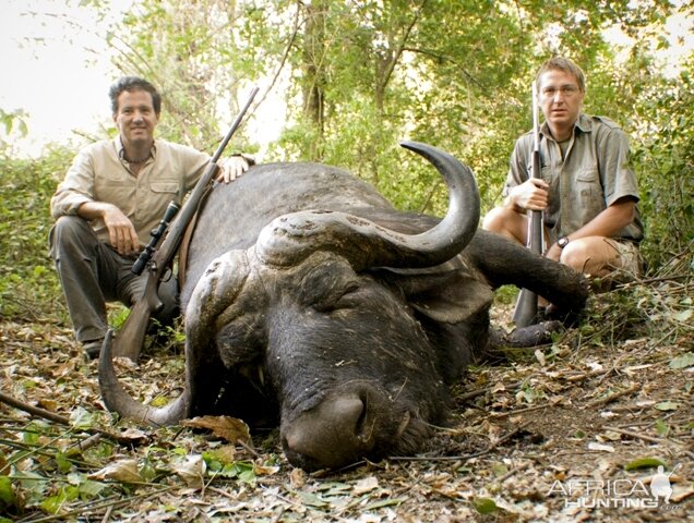 Buffalo from Chikwarakwara south eastern Zimbabwe