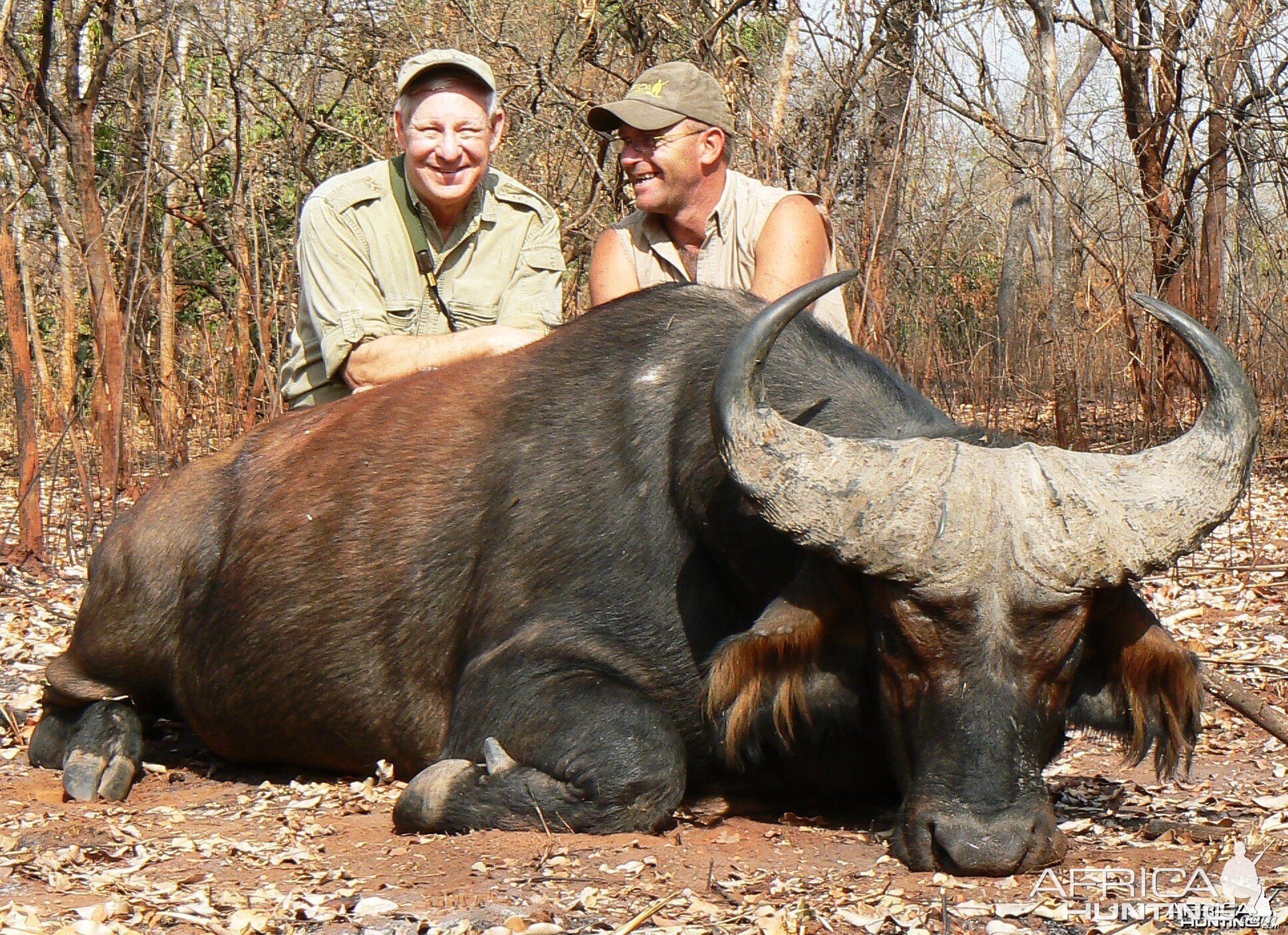 Buffalo from forest galleries in CAR