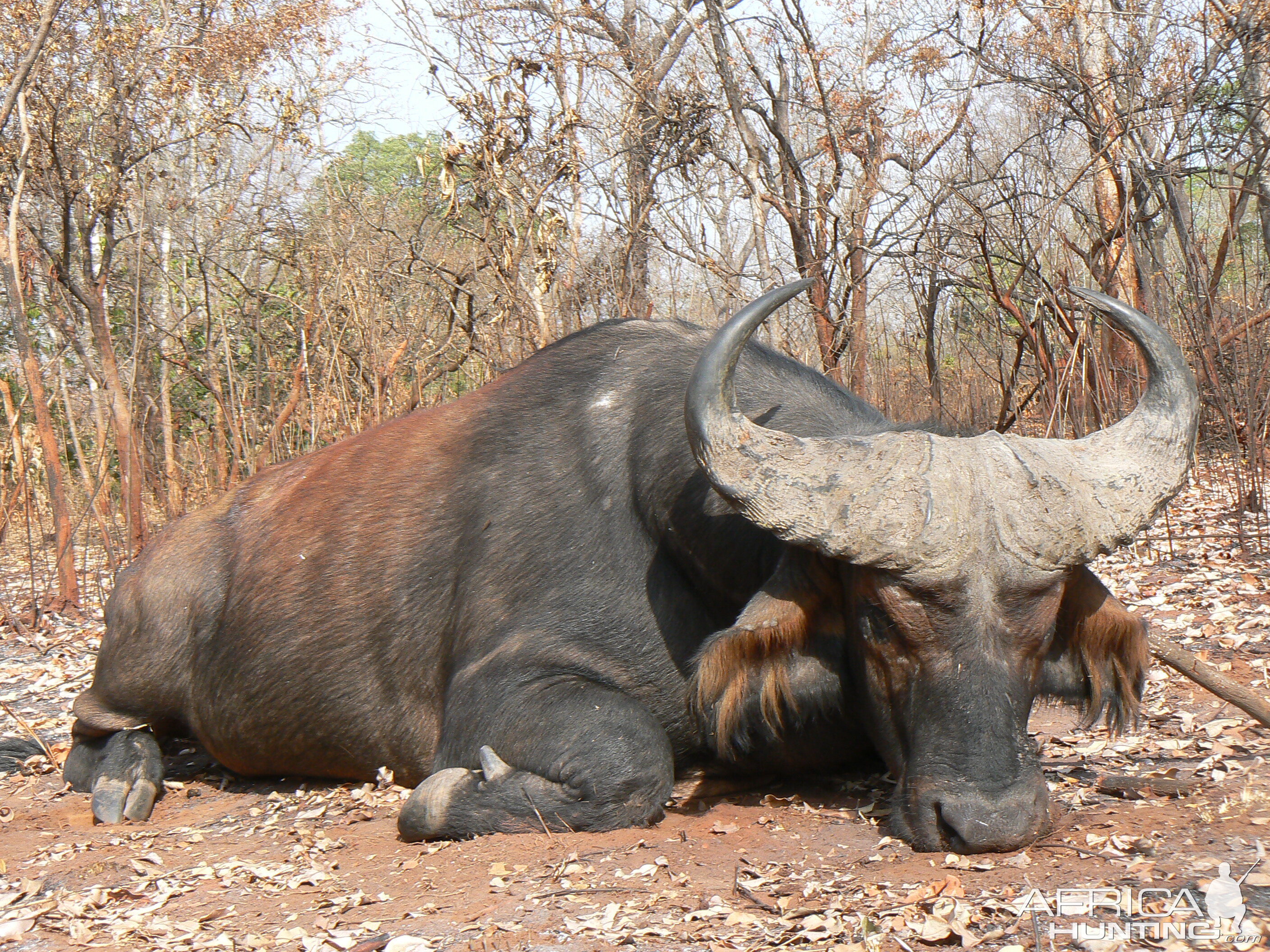 Buffalo from forest galleries in CAR