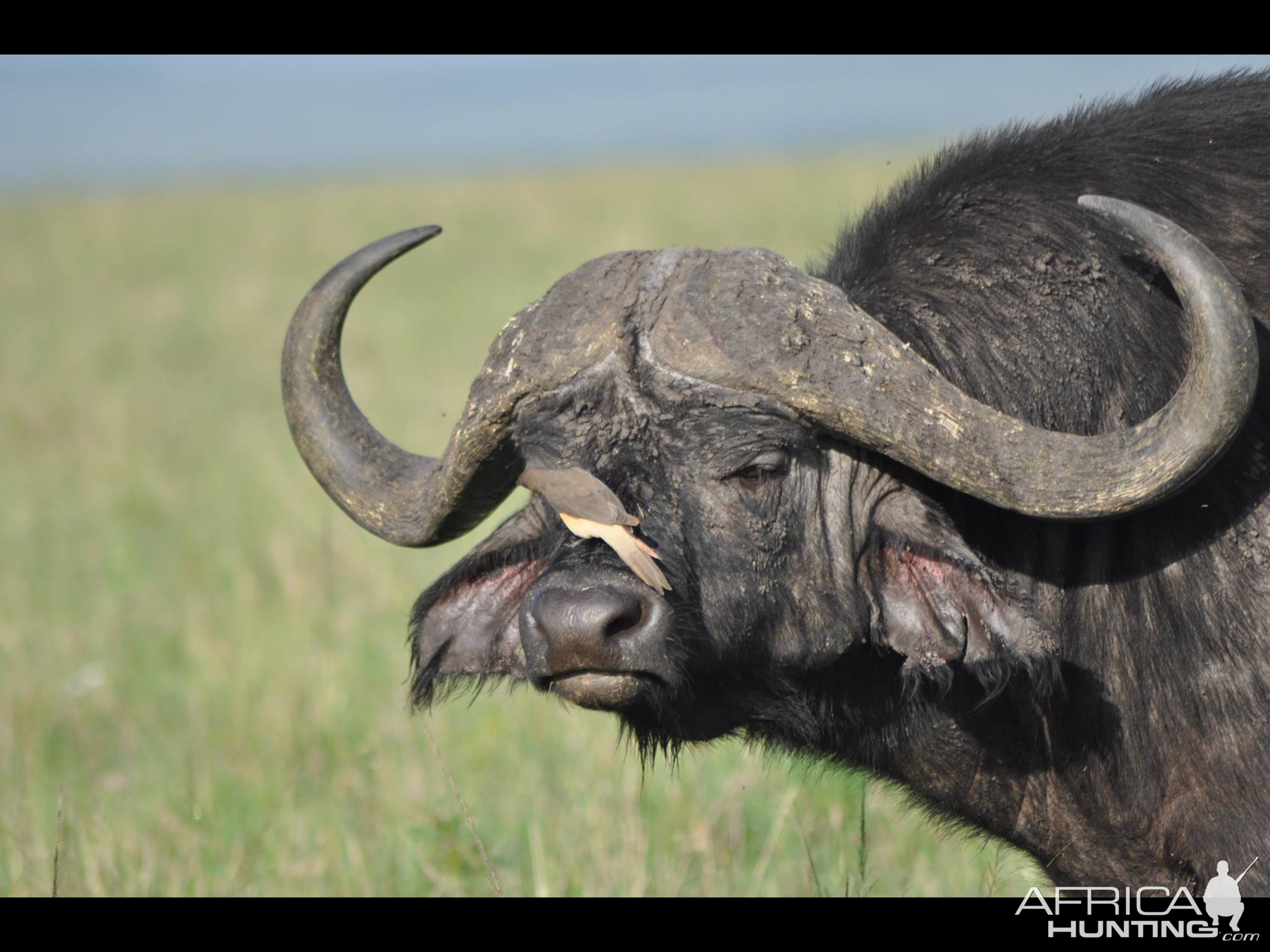 Buffalo getting a cleaning...