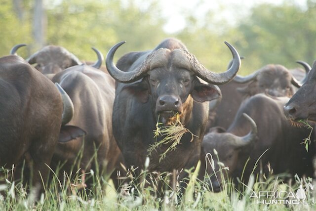 Buffalo Grazing