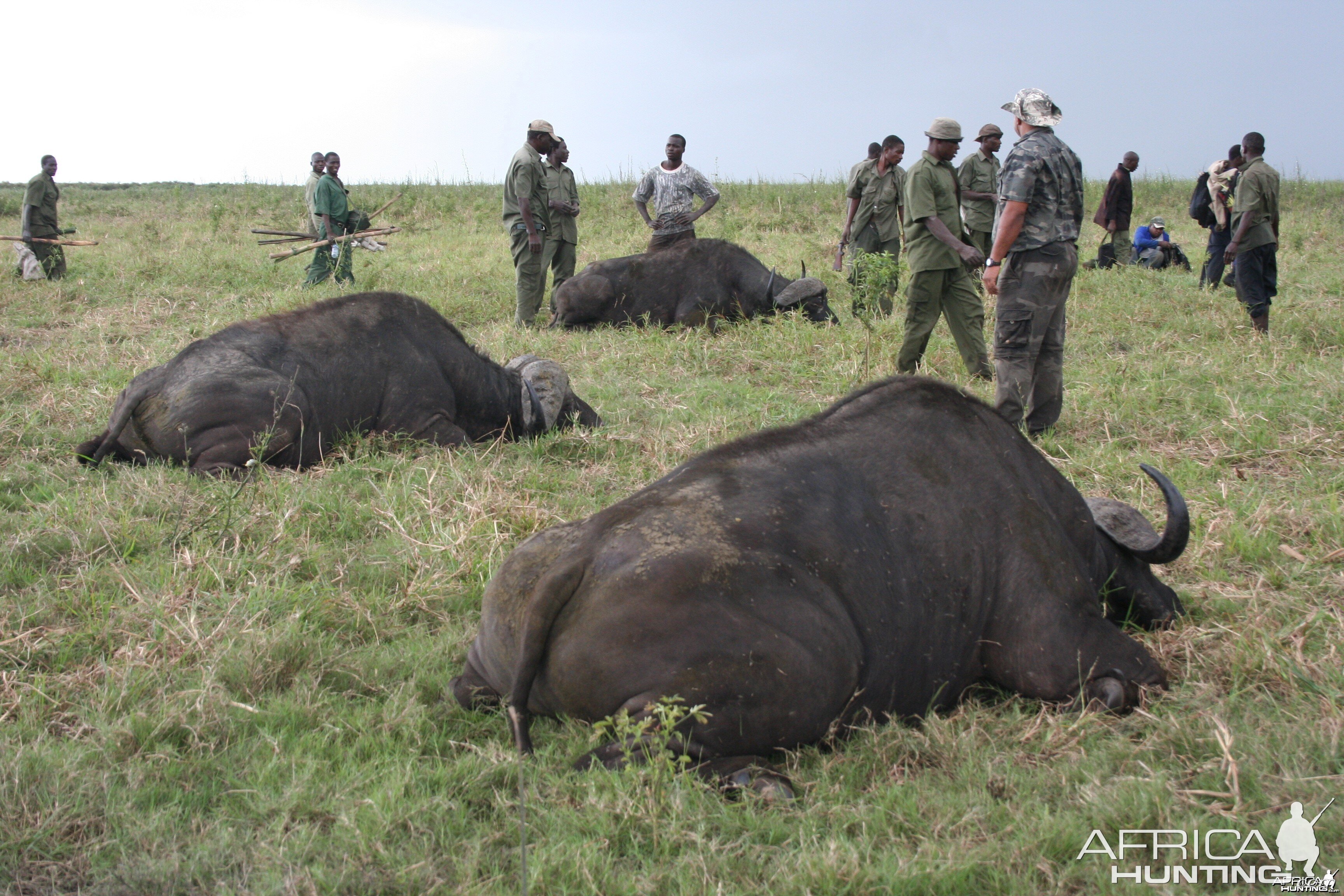 Buffalo hat trick...Mozambique