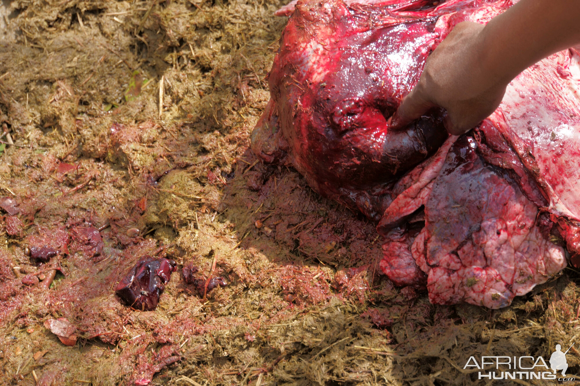 Buffalo Heart Shot Closeup