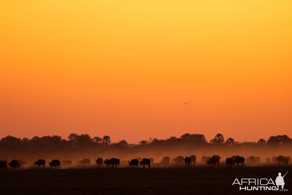 Buffalo Herd Bwabwata West Namibia