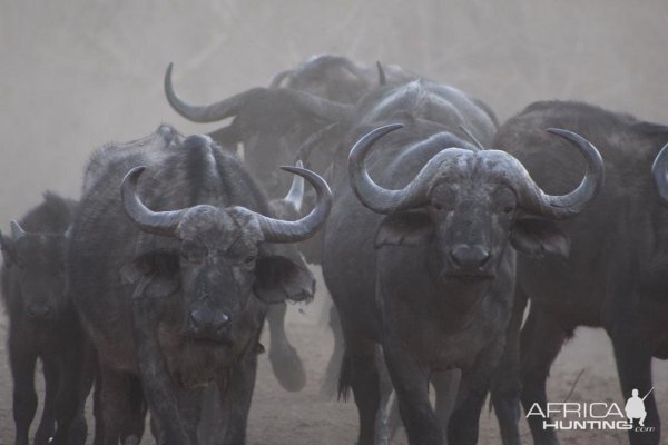 Buffalo Herd in the Sidinda Conservancy Zimbabwe