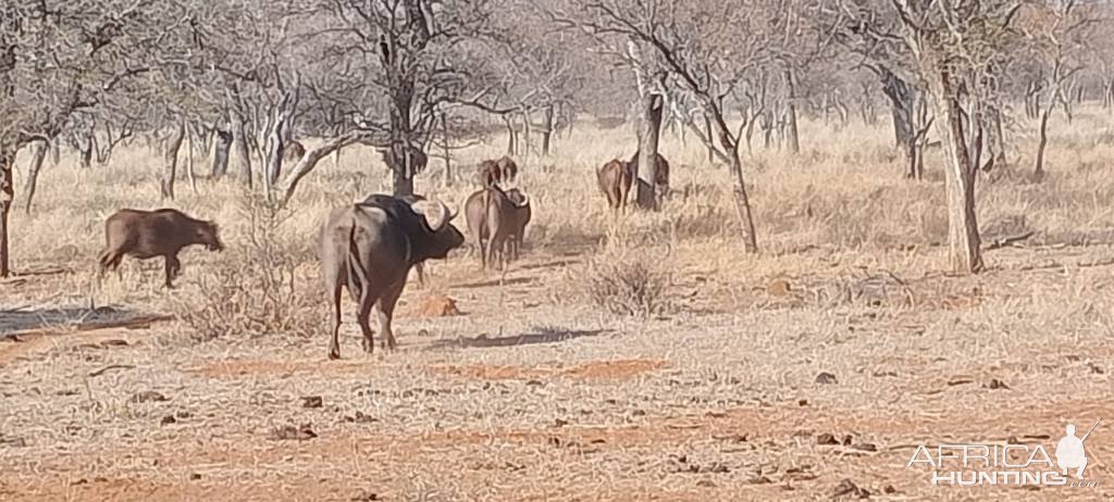 Buffalo Herd South Africa