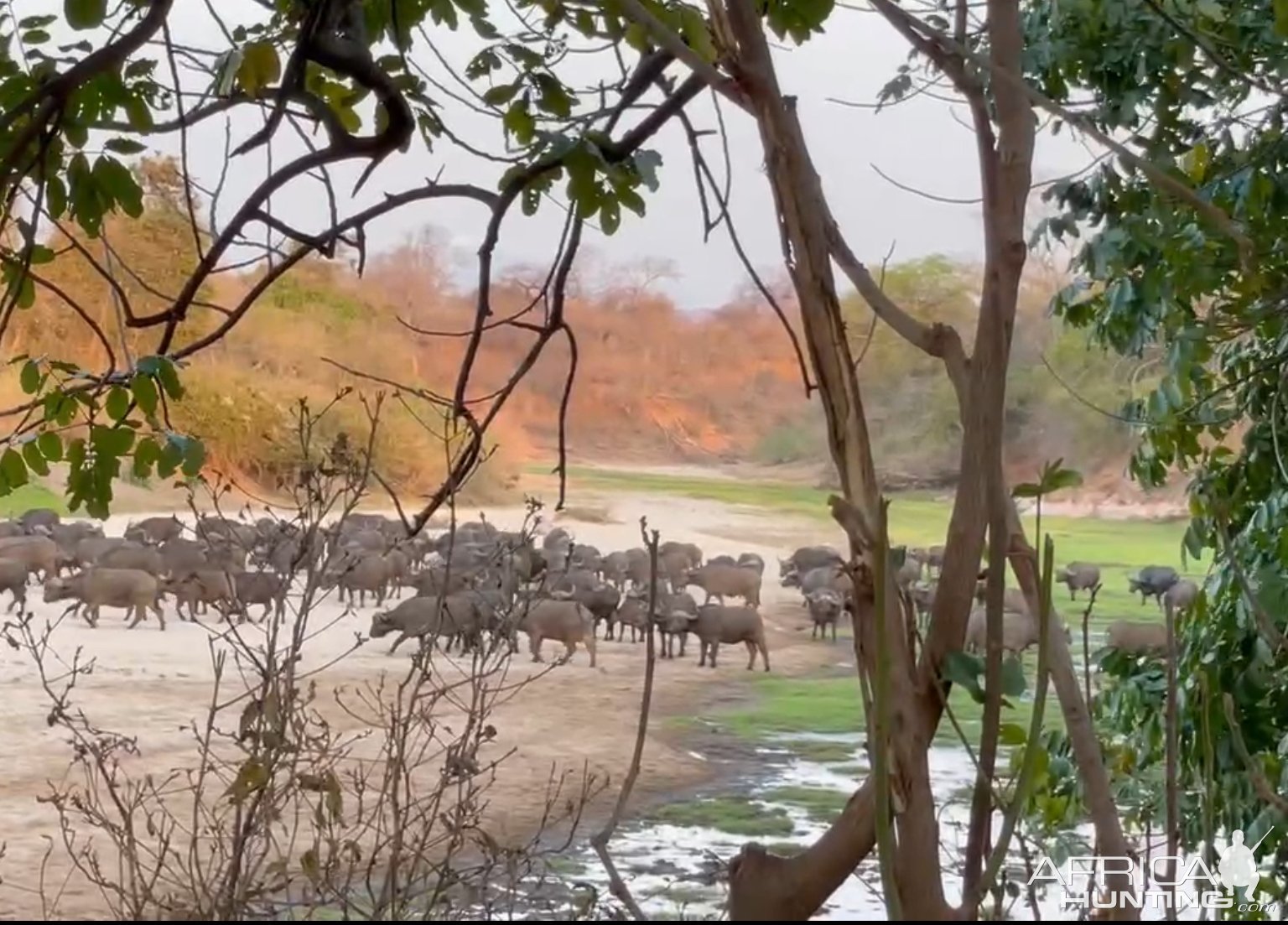 Buffalo Herd Zimbabwe