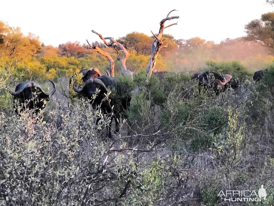 Buffalo Herd