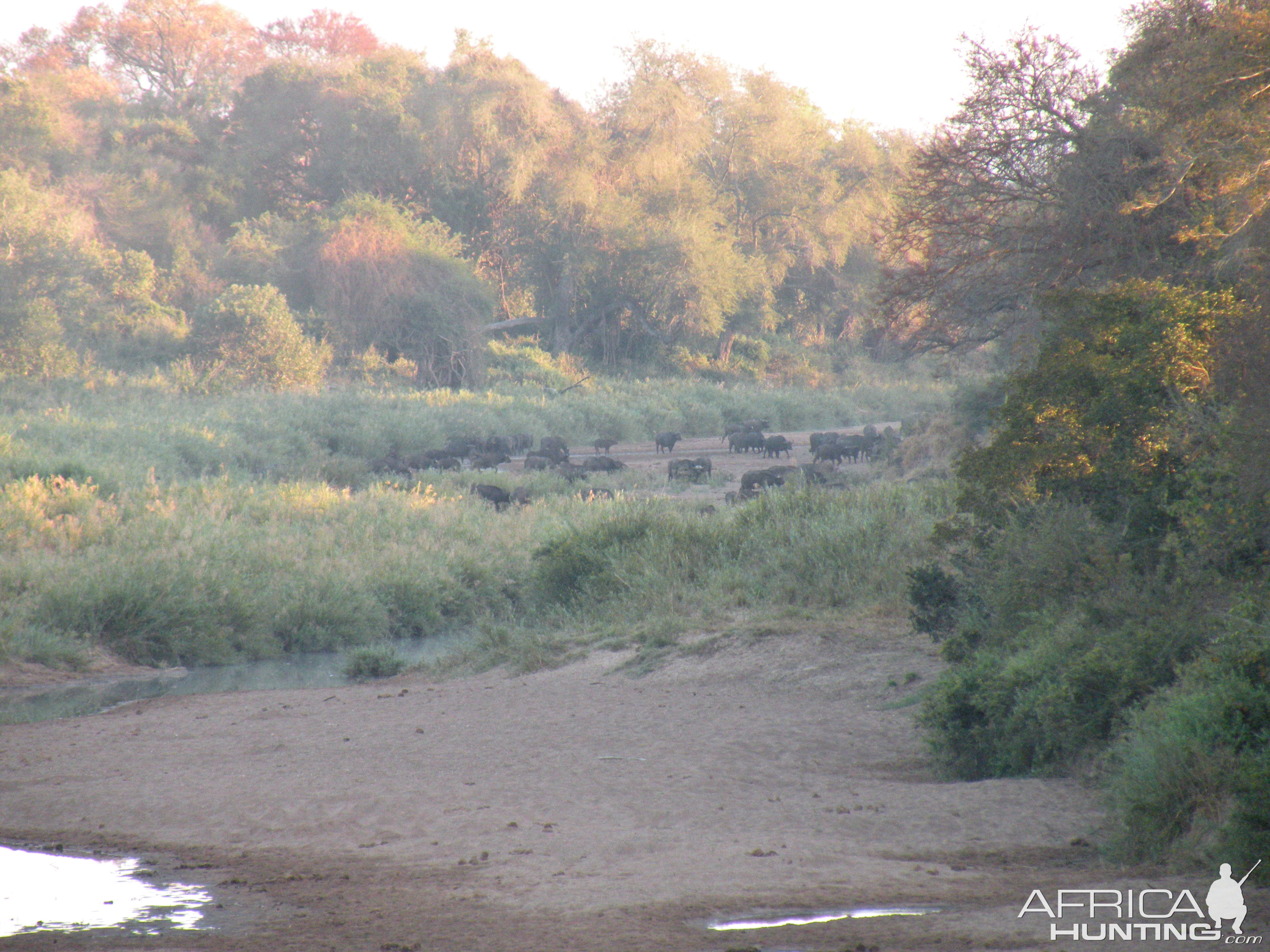 Buffalo  Herd