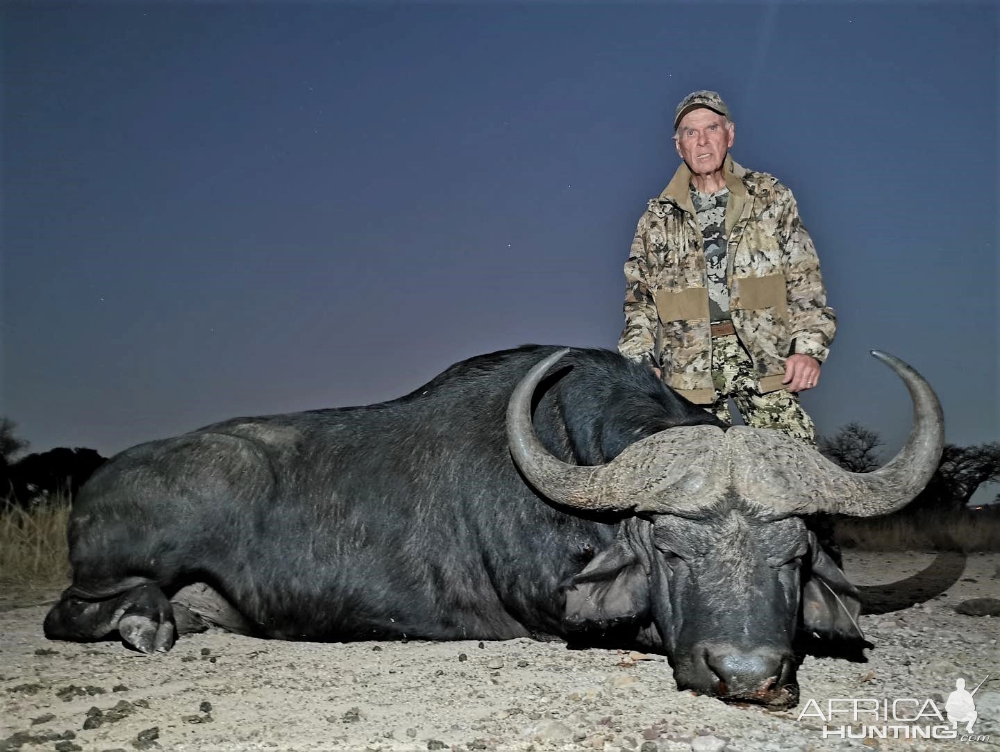 Buffalo Hunt Bushveld South Africa