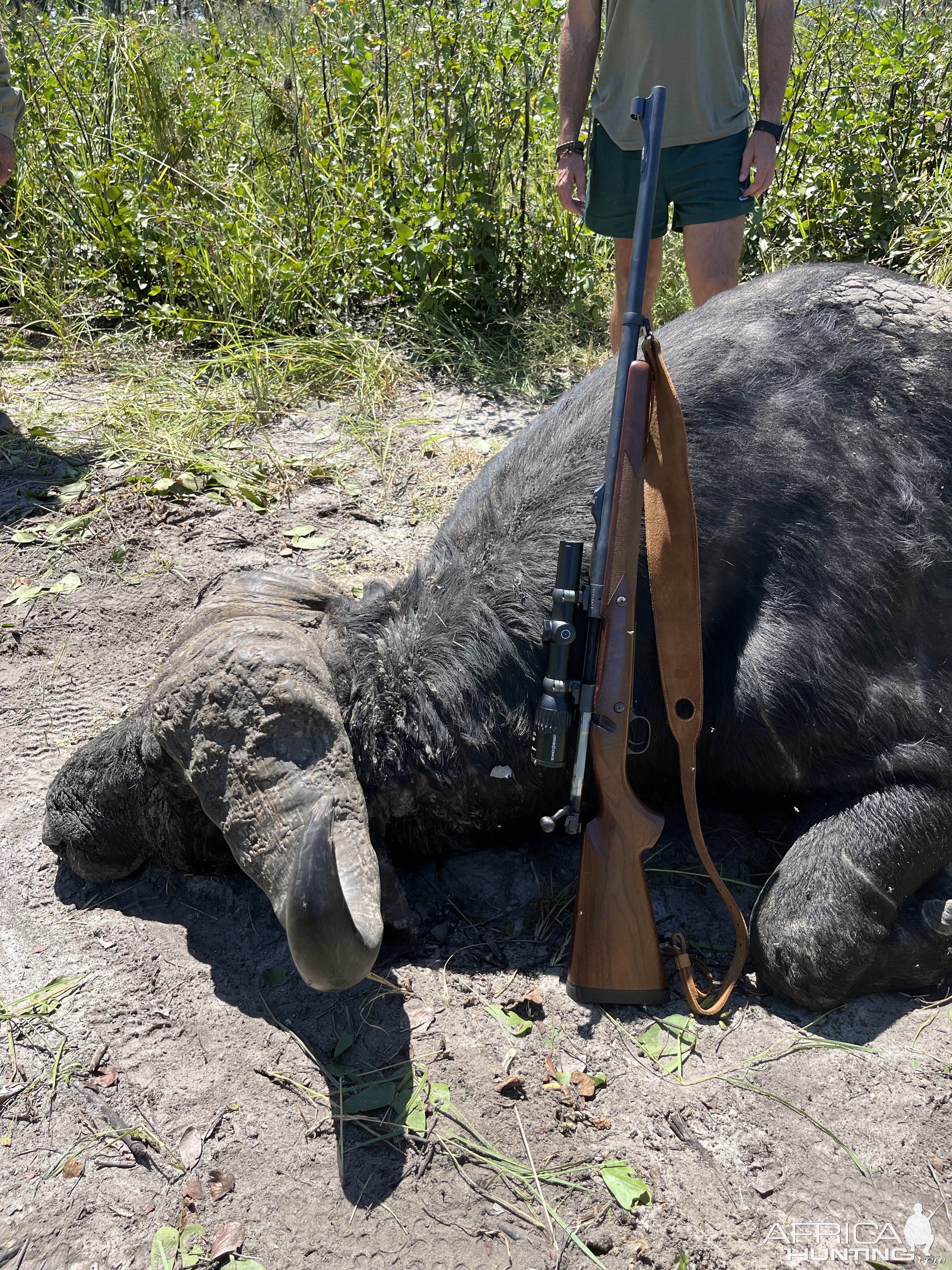 Buffalo Hunt Bwabwata Namibia