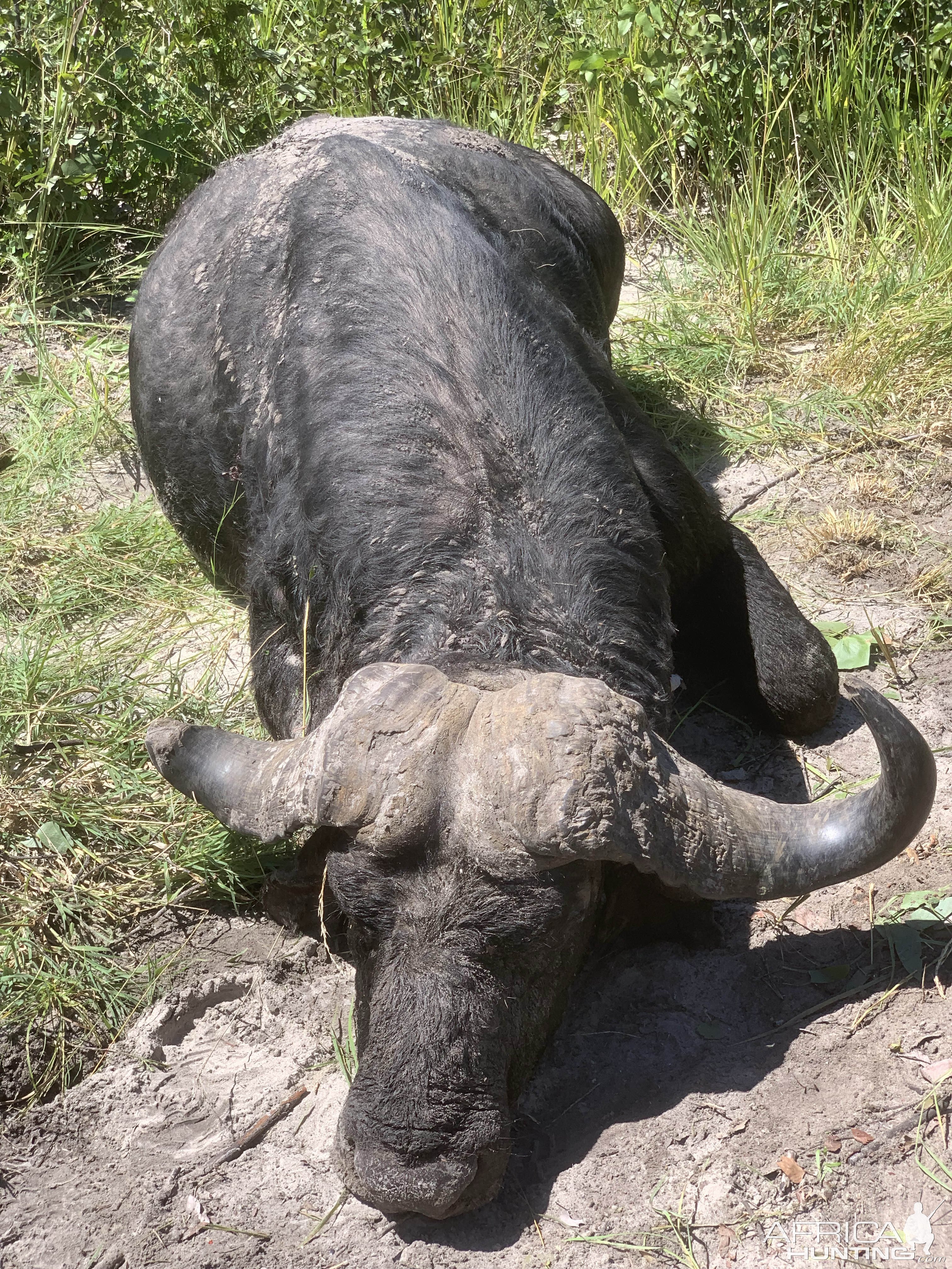 Buffalo Hunt Bwabwata Namibia