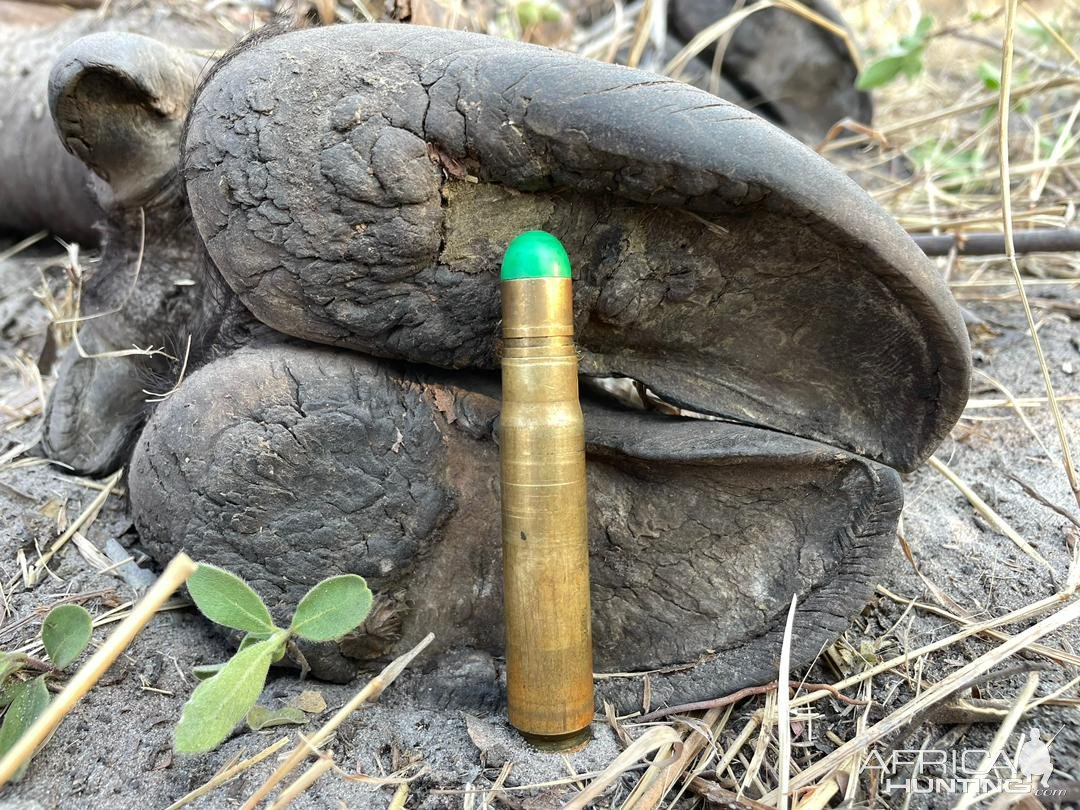 Buffalo Hunt Caprivi Namibia