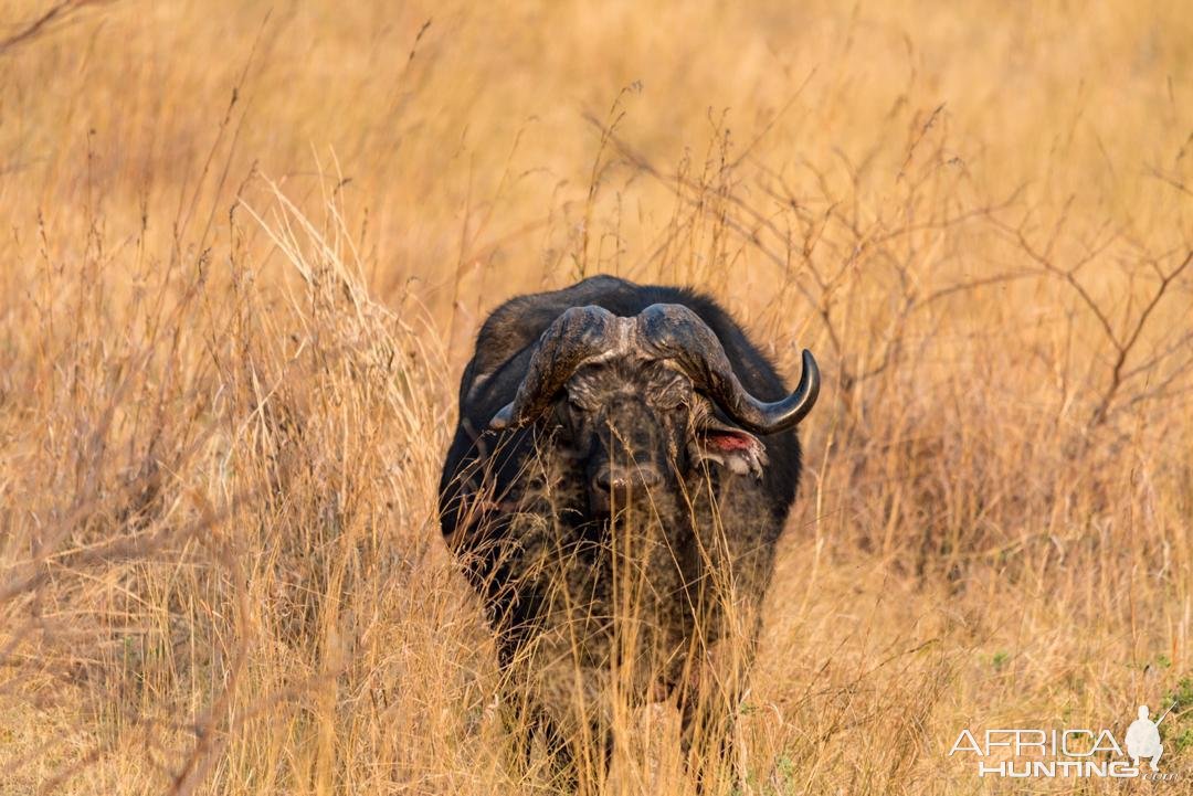 Buffalo Hunt Caprivi Namibia