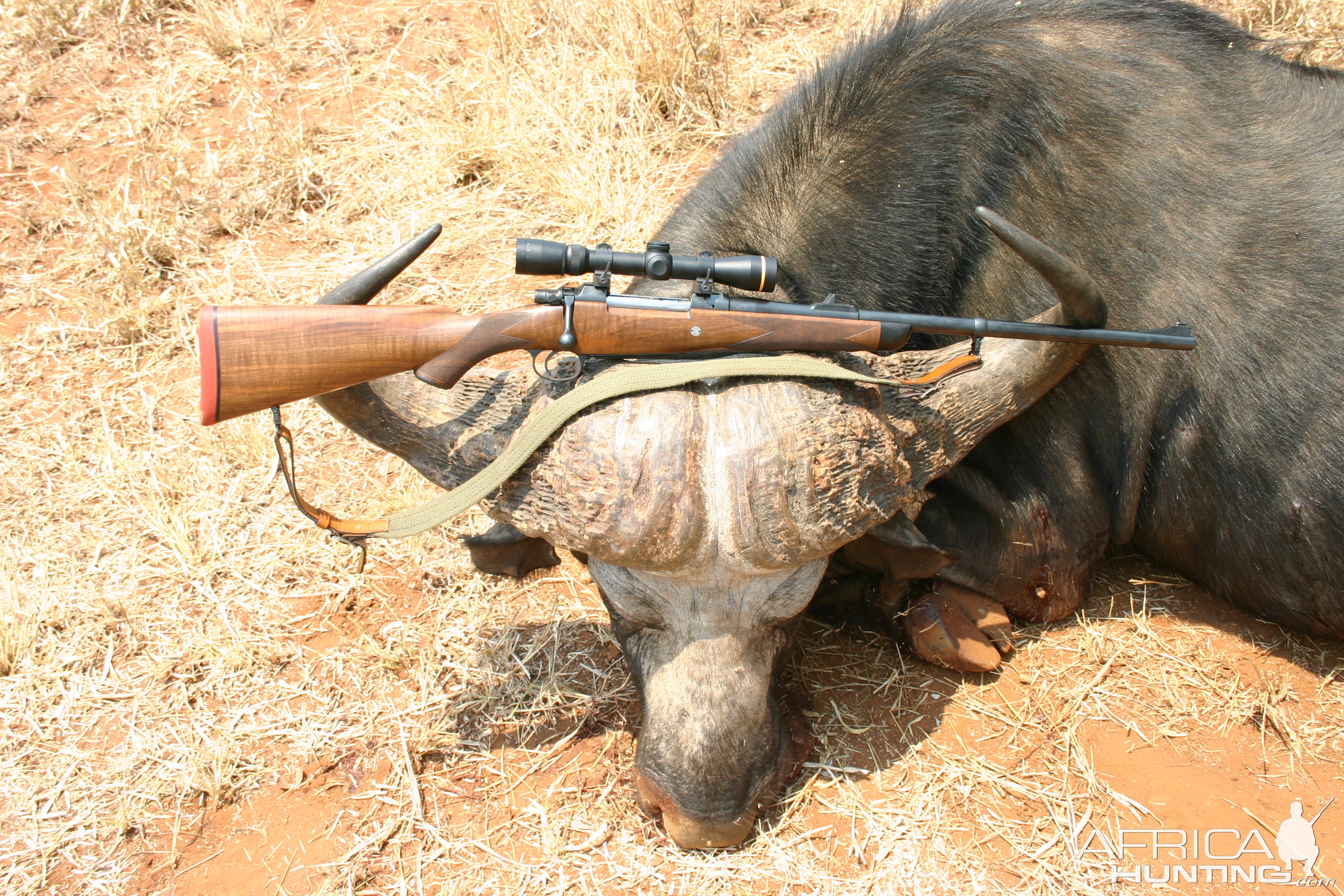 Buffalo Hunt Chiredzi River Conservancy Zimbabwe.