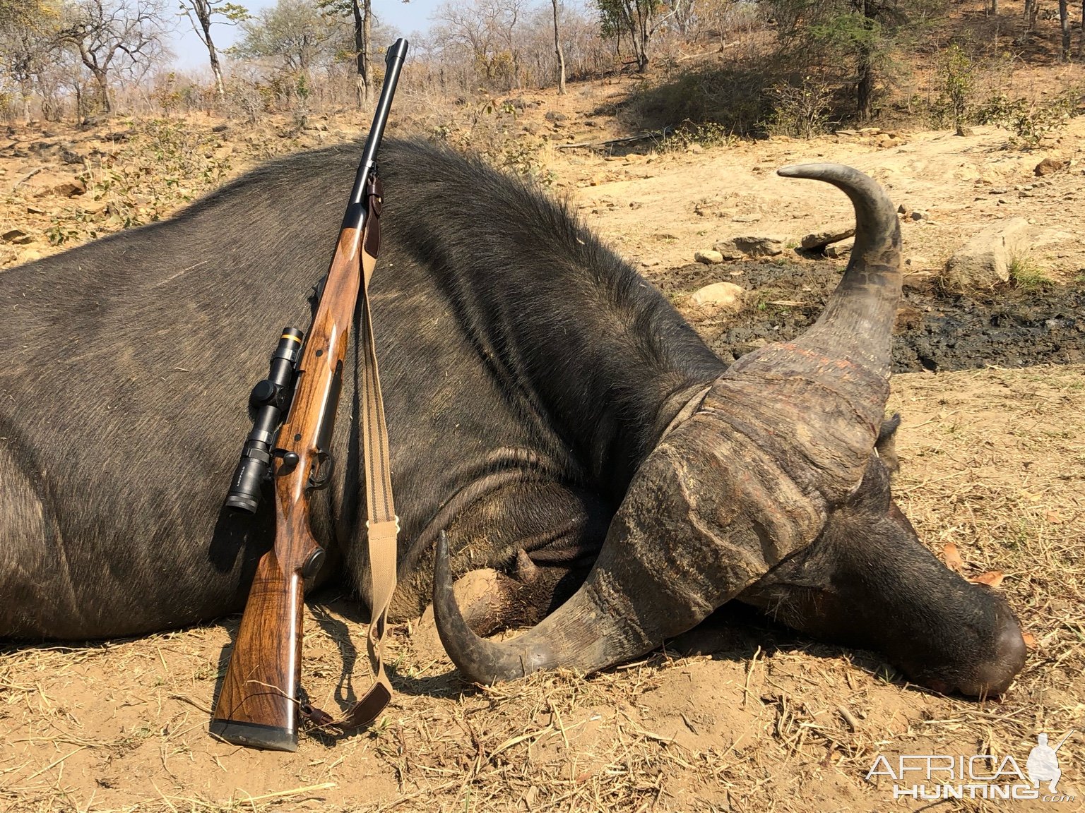 Buffalo Hunt Dande Zimbabwe