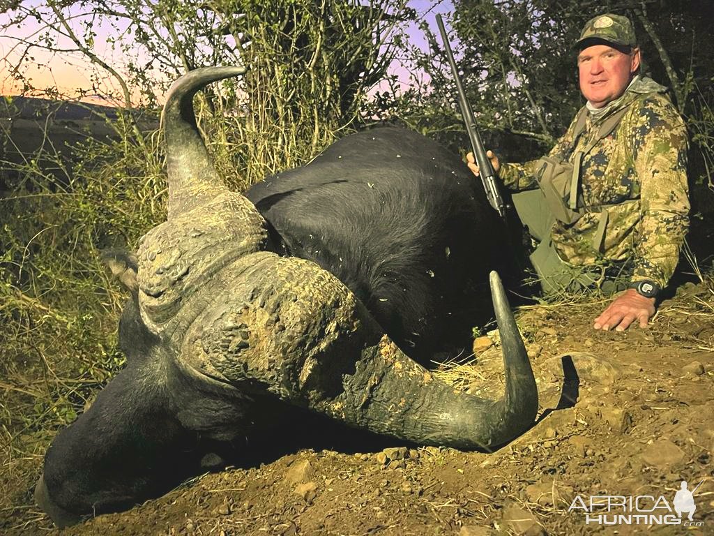 Buffalo Hunt Eastern Cape South Africa