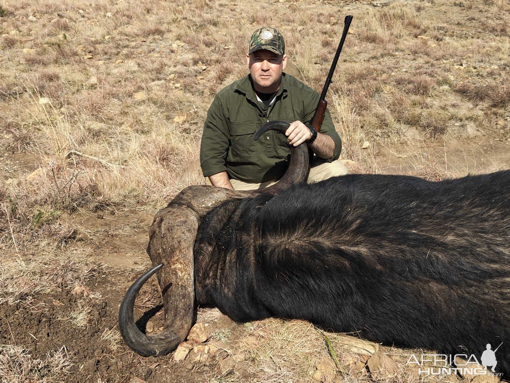 Buffalo Hunt Eastern Cape South Africa