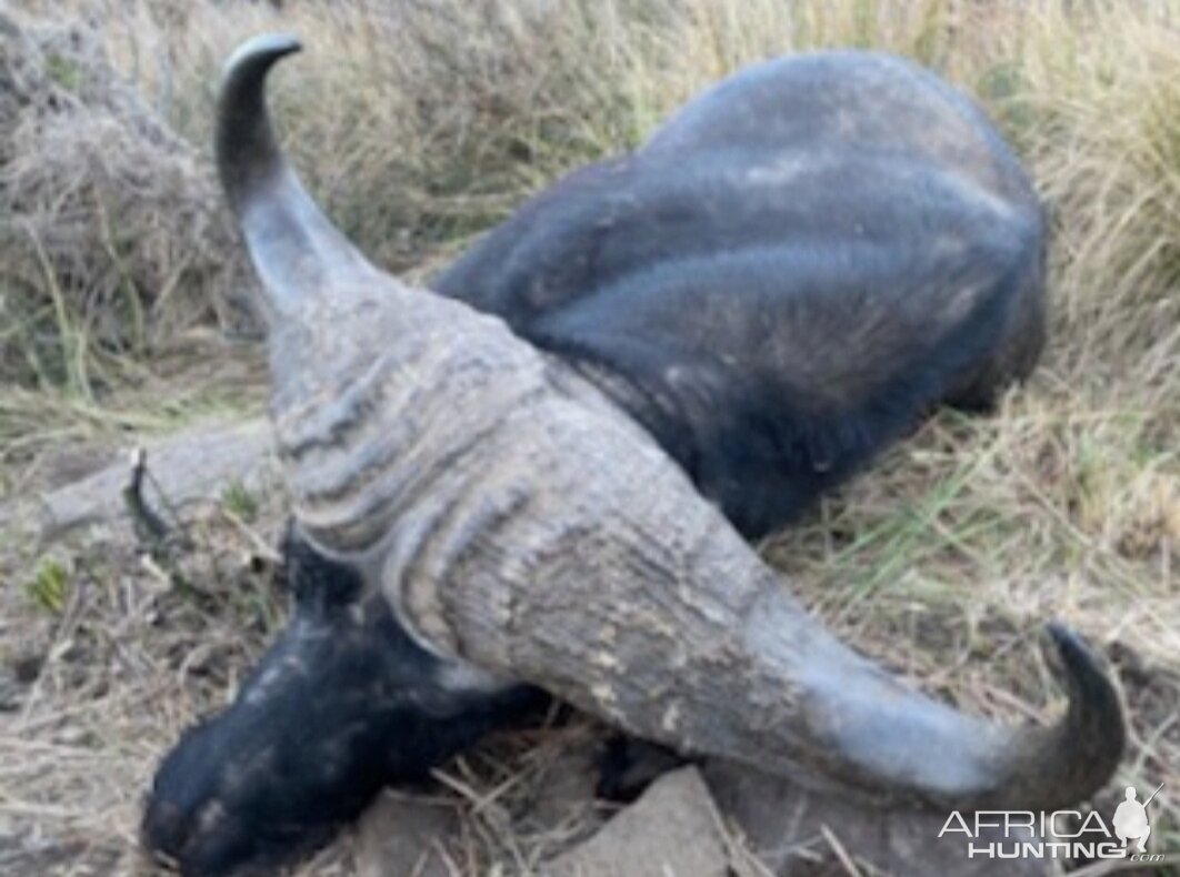 Buffalo Hunt Freestate South Africa