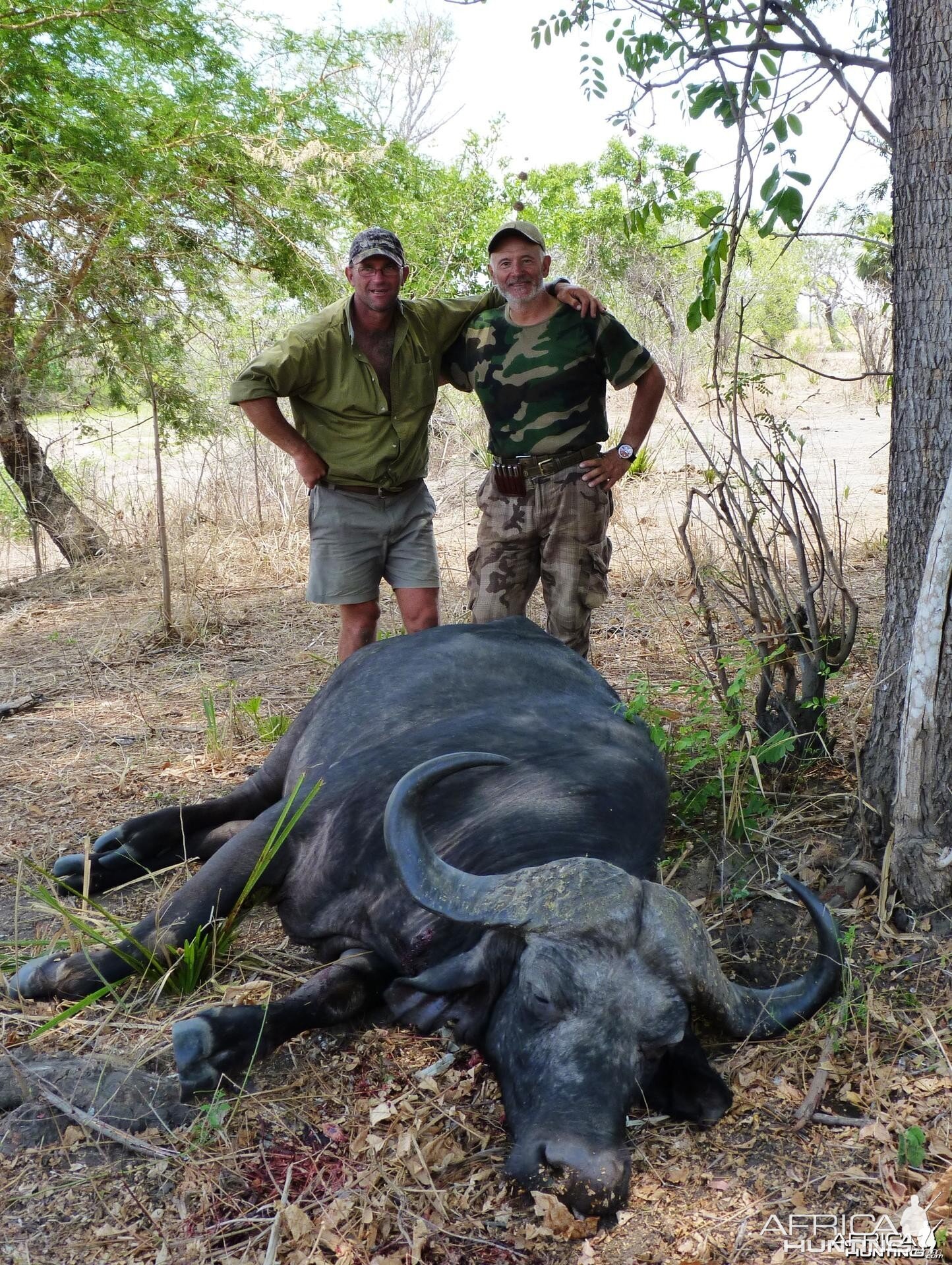 Buffalo hunt in Tanzania