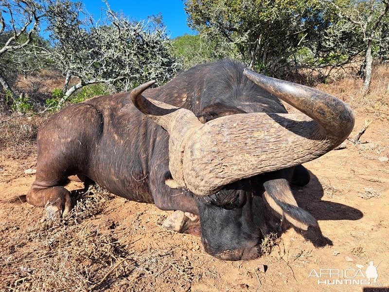 Buffalo Hunt Karoo South Africa