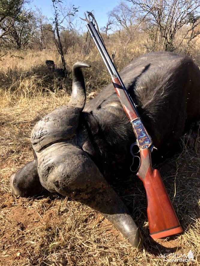 Buffalo Hunt Klaserie Reserve South Africa