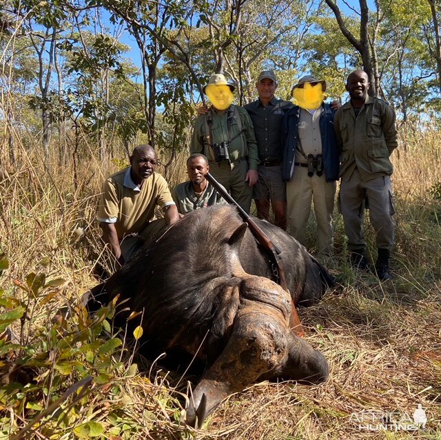 Buffalo Hunt Kruger Park South Africa